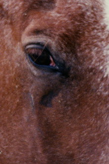 Horse Language