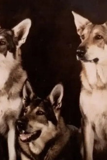 The Littlest Hobo
