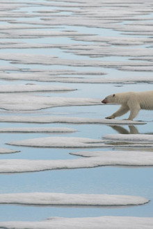 National Geographic : Le Royaume de l'ours polaire