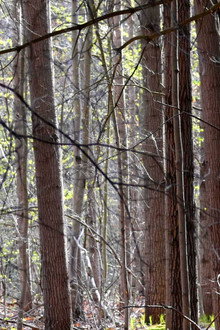 Oldmans Woods