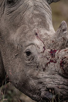 Rhino