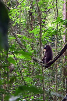 Mandrills : le paradis retrouvé