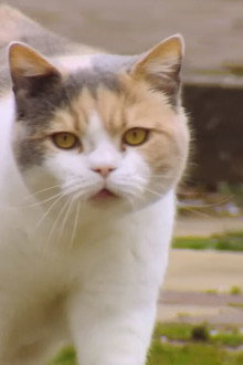 The Secret Life of Cats