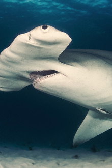 Cuba's Secret Shark Lair