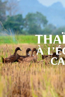 Thaïlande, à l'école des canards