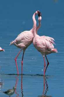 Nature: Love in the Animal Kingdom