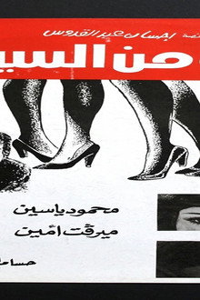 غابة من السيقان
