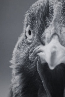 ¿Por qué la gallina cruzó el camino?