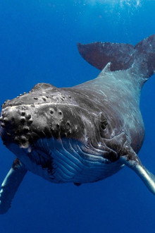 The Witness is a Whale