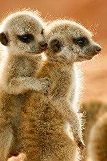 Wild Animals Babies