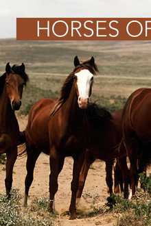 Horses of Suffield