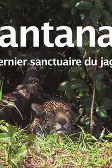 Pantanal, le dernier sanctuaire du jaguar