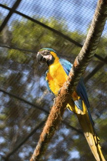 Guacamayas: El vuelo en una ciudad que no deja de crecer