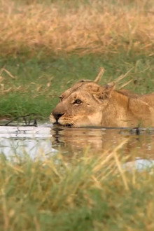 Swamp Lions