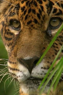 Jaguar: King of the Jungle