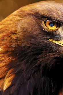 Iberia's Woodlands: Life on the Edge