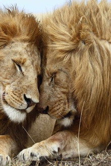 Second Nature: Gender and Sexuality in the Animal World