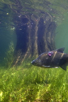 Nederland onder water
