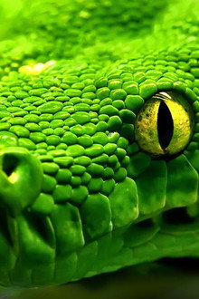 Snakes - Vorsicht: Schlangen