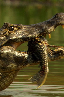 Planet of the Reptiles