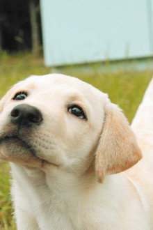 きな子〜見習い警察犬の物語