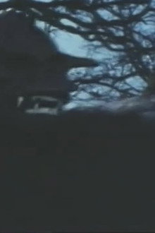 Night Fright
