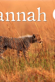 Savannah Cats
