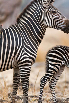 Les animaux sauvages et leurs petits