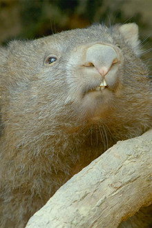 Secret Life of the Wombat