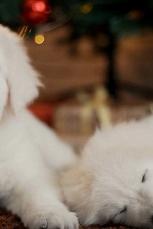 Christmas Puppies