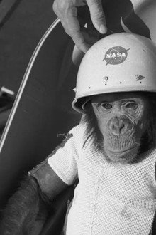 One Small Step: The Story of the Space Chimps