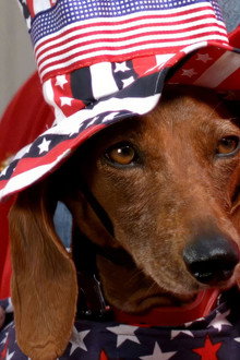 Wiener Dog Internationals