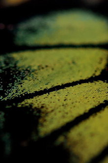 ¡Oh Mariposa! ¿Qué sueñas cuando agitas tus alas?