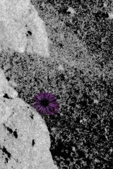 Do Flowers Grow on the Moon?