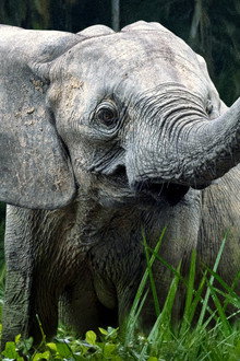 Secrets of the Elephants