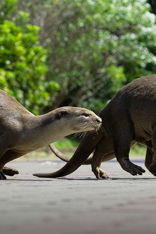 Uptown Otters