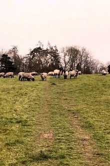 A Field of Sheep Part 2