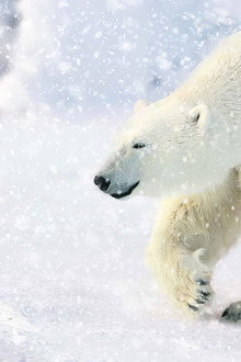 The Great Polar Bear Adventure