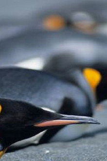 Penguins: The Story of the Bird that wanted to be Fish