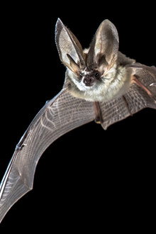 Bats