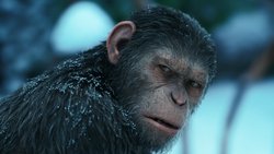 Ver Trailer pelicula La guerra del planeta de los simios latino Trailer latino Pelicula La guerra del planeta de los simios