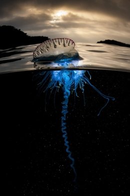 The Blue Planet season poster