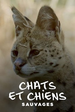 Chats et chiens sauvages season poster