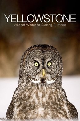 Yellowstone: Wildest Winter to Blazing Summer season poster