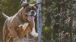 Untitled Dog Horror Movie (2025)