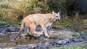 Willow: Diary of a Mountain Lion