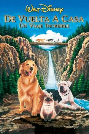 Poster De vuelta a casa: Un viaje increíble 1993