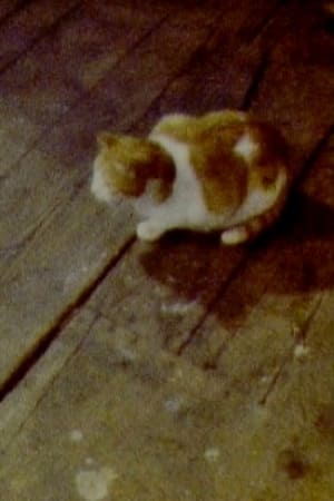 Cat 1979