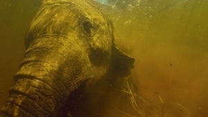 مشاهدة الوثائقي Into the Okavango 2018 مترجم