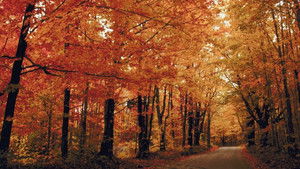 Foundations of Organic Chemistry Season 1 :Episode 19  Conjugation and the Diels-Alder Reaction